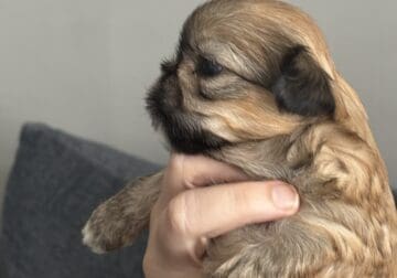 Baby Boy Shihtzu’s