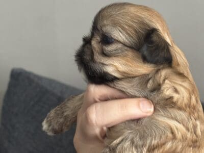 Baby Boy Shihtzu’s
