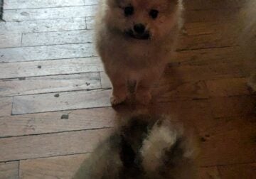 Pomeranian pupps