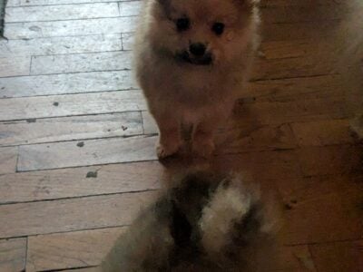 Pomeranian pupps