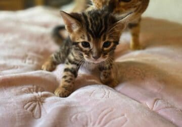 Bengal Kittens