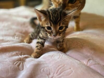 Bengal Kittens