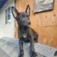 Belgian malinois puppies