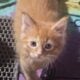 Maine Coon Polydactyl Orange Tabby Male
