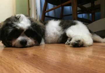 10 year-old Shih-tzu Up for Adoption