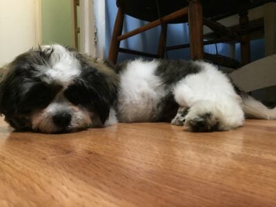 10 year-old Shih-tzu Up for Adoption
