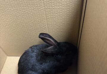 Rabbit Rehome