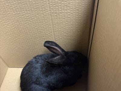 Rabbit Rehome