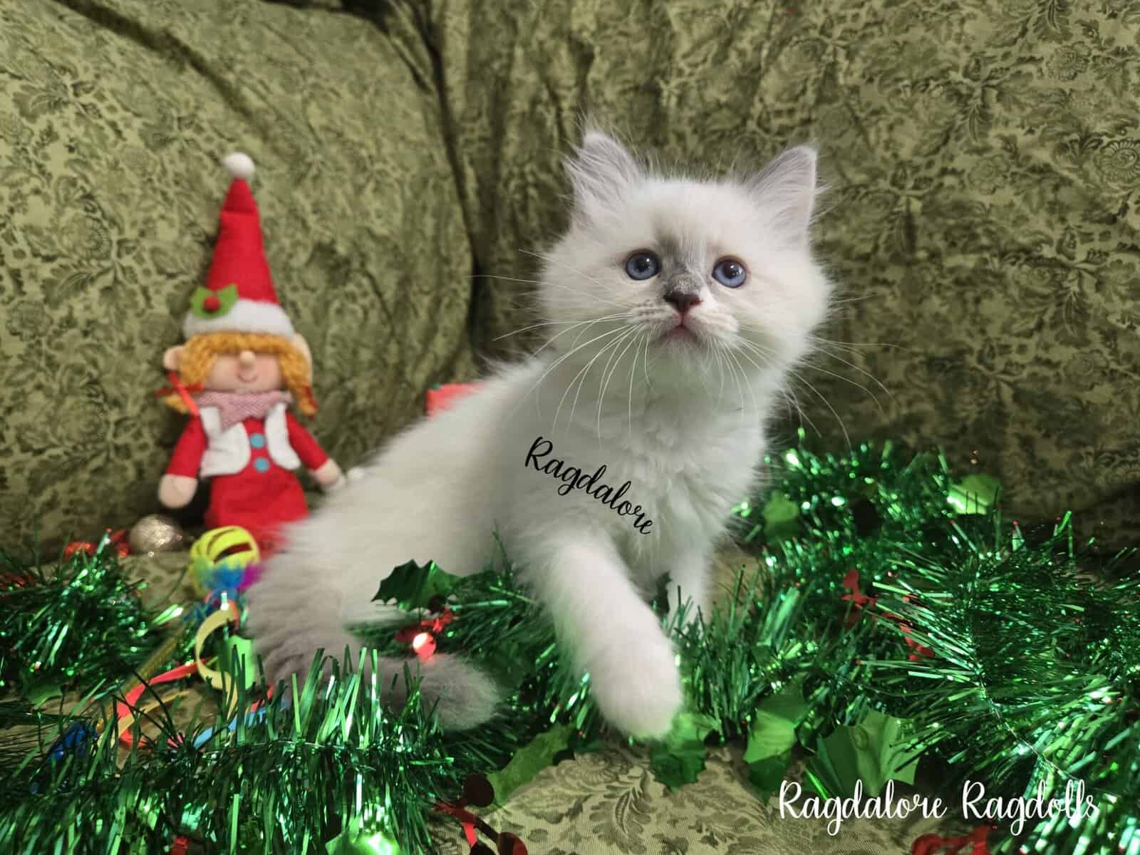Adorable TICA Ragdoll Princess image 6