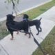 AKC Cane Corso Gentle Giant