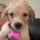 Dark Golden s Available