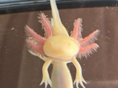 cute Axolotl babies