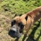 1 year old AKC registered female
