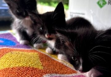 3 kittens