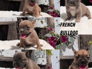 AKC FRENCH BULLDOG PUPS
