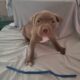 Bully Puppies Ready for Homes!
