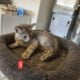Two sweet female kittens, 8 wk old.
