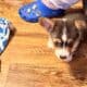 Corgi puppies