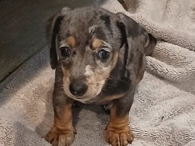 AKC Mini Dachshund