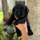 Adorable Labrador Retriever puppies