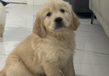 Golden male