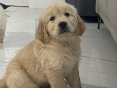 Golden male