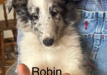 Shelties