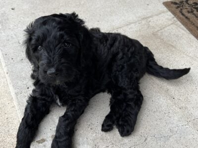F1 Goldendoodle Puppies