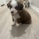 mini Australian shepherd’s