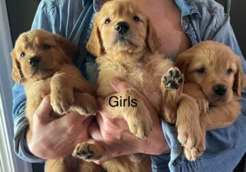 Golden Retriever puppies