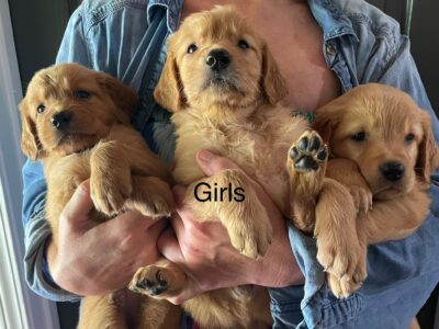 Golden Retriever puppies