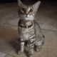 4 Month Old Female Bobtail Kitten