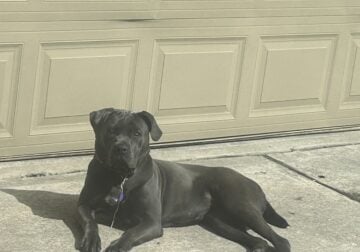 Cane Corso
