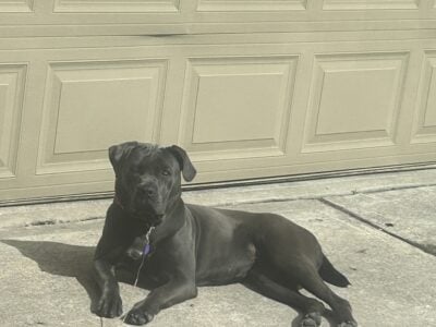 Cane Corso