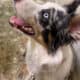 ABCA – Full Intact Registered Border Collie