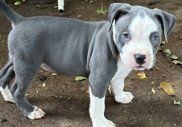 AMERICAN BULLY PUPPIES