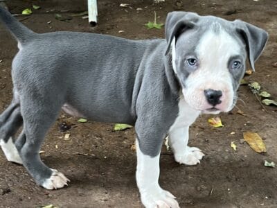 AMERICAN BULLY PUPPIES