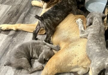 Cane Corso Pups AKC & ICCF