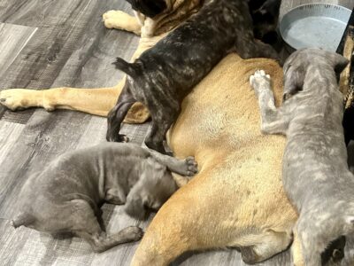 Cane Corso Pups AKC & ICCF