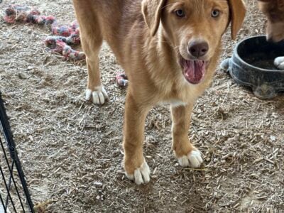 German shepherd mix pups