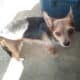 Free dog