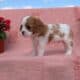 AKC CAVALIER PUPS