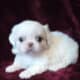 7 week pekingese