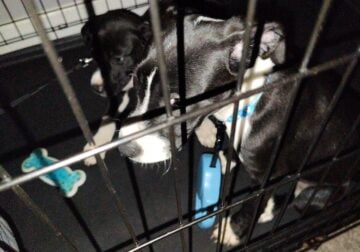 I have some puppy’s they are pit n rot mix