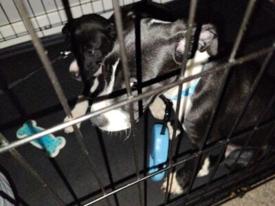 I have some puppy’s they are pit n rot mix