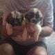 Adorable shihtzu puppies
