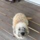 Mini poodle/dashound