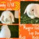 Holland Lop Rabbits