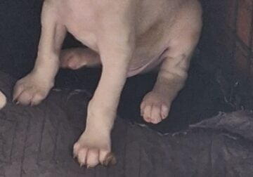 Akc White Doberman puppies