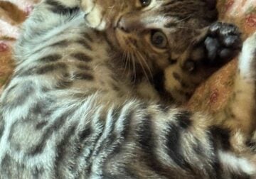 BENGALS FOR SALE